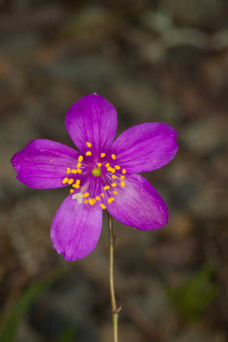 Phemeranthus calycinus #5